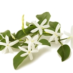 JASMINE GRANDIFLORUM absolute essential oil. Shop West Coast Aromatics Bulk, Wholesale at www.westcoastaromatics.com from reputable sources in the world. Try today. You'll Immediately Notice the Difference! ✓60 Day-Money Back.