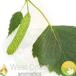SWEET BIRCH pure essential oil. Shop West Coast Aromatics Bulk, Wholesale at www.westcoastaromatics.com from reputable sources in the world. Try today. You'll Immediately Notice the Difference! ✓60 Day-Money Back.