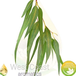 CAJEPUT pure essential oil. Shop West Coast Aromatics Bulk, Wholesale at www.westcoastaromatics.com from reputable sources in the world. Try today. You'll Immediately Notice the Difference! ✓60 Day-Money Back.