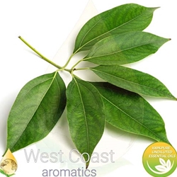 CAMPHOR pure essential oil. Shop West Coast Aromatics Bulk, Wholesale at www.westcoastaromatics.com from reputable sources in the world. Try today. You'll Immediately Notice the Difference! ✓60 Day-Money Back.