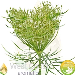CARROT SEED pure essential oil. Shop West Coast Aromatics Bulk, Wholesale at www.westcoastaromatics.com from reputable sources in the world. Try today. You'll Immediately Notice the Difference! ✓60 Day-Money Back.