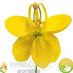 CASSIA pure essential oil. Shop West Coast Aromatics Bulk, Wholesale at www.westcoastaromatics.com from reputable sources in the world. Try today. You'll Immediately Notice the Difference! ✓60 Day-Money Back.