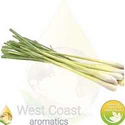 CITRONELLA pure essential oil. Shop West Coast Aromatics Bulk, Wholesale at www.westcoastaromatics.com from reputable sources in the world. Try today. You'll Immediately Notice the Difference! ✓60 Day-Money Back.