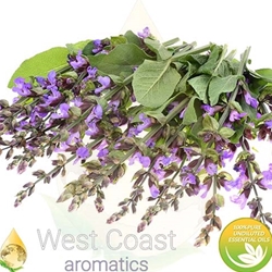 CLARY SAGE pure essential oil. Shop West Coast Aromatics Bulk, Wholesale at www.westcoastaromatics.com from reputable sources in the world. Try today. You'll Immediately Notice the Difference! ✓60 Day-Money Back.
