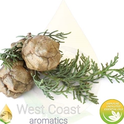 CYPRESS pure essential oil. Shop West Coast Aromatics Bulk, Wholesale at www.westcoastaromatics.com from reputable sources in the world. Try today. You'll Immediately Notice the Difference! ✓60 Day-Money Back.