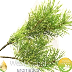 CEDARWOOD VIRGINIAN pure essential oil. Shop West Coast Aromatics Bulk, Wholesale at www.westcoastaromatics.com from reputable sources in the world. Try today. You'll Immediately Notice the Difference! ✓60 Day-Money Back.