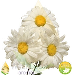 CHAMOMILE GERMAN BLUE pure essential oil. Shop West Coast Aromatics Bulk, Wholesale at www.westcoastaromatics.com from reputable sources in the world. Try today. You'll Immediately Notice the Difference! ✓60 Day-Money Back.