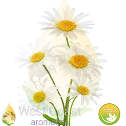 CHAMOMILE WILD pure essential oil. Shop West Coast Aromatics Bulk, Wholesale at www.westcoastaromatics.com from reputable sources in the world. Try today. You'll Immediately Notice the Difference! ✓60 Day-Money Back.