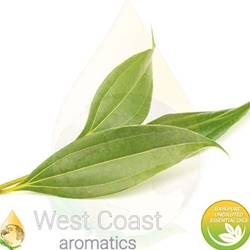CINNAMON LEAF pure essential oil. Shop West Coast Aromatics Bulk, Wholesale at www.westcoastaromatics.com from reputable sources in the world. Try today. You'll Immediately Notice the Difference! ✓60 Day-Money Back.
