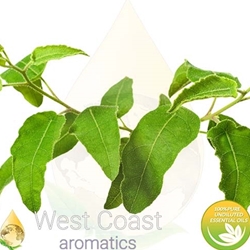 LEMON EUCALYPTUS pure essential oil. Shop West Coast Aromatics Bulk, Wholesale at www.westcoastaromatics.com from reputable sources in the world. Try today. You'll Immediately Notice the Difference! ✓60 Day-Money Back.