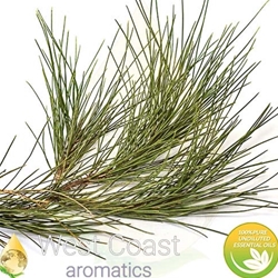 FIR NEEDLE pure essential oil. Shop West Coast Aromatics Bulk, Wholesale at www.westcoastaromatics.com from reputable sources in the world. Try today. You'll Immediately Notice the Difference! ✓60 Day-Money Back.