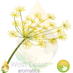 DILL SEED pure essential oil. Shop West Coast Aromatics Bulk, Wholesale at www.westcoastaromatics.com from reputable sources in the world. Try today. You'll Immediately Notice the Difference! ✓60 Day-Money Back.