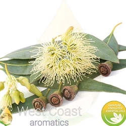 EUCALYPTUS GLOBULUS pure essential oil. Shop West Coast Aromatics Bulk, Wholesale at www.westcoastaromatics.com from reputable sources in the world. Try today. You'll Immediately Notice the Difference! ✓60 Day-Money Back.