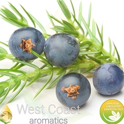 JUNIPER BERRY pure essential oil. Shop West Coast Aromatics Bulk, Wholesale at www.westcoastaromatics.com from reputable sources in the world. Try today. You'll Immediately Notice the Difference! ✓60 Day-Money Back.