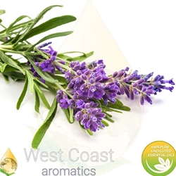 LAVANDIN ABRIALIS pure essential oil. Shop West Coast Aromatics Bulk, Wholesale at www.westcoastaromatics.com from reputable sources in the world. Try today. You'll Immediately Notice the Difference! ✓60 Day-Money Back.