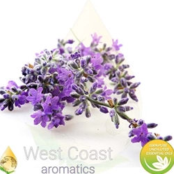 LAVANDIN GROSSO pure essential oil. Shop West Coast Aromatics Bulk, Wholesale at www.westcoastaromatics.com from reputable sources in the world. Try today. You'll Immediately Notice the Difference! ✓60 Day-Money Back.