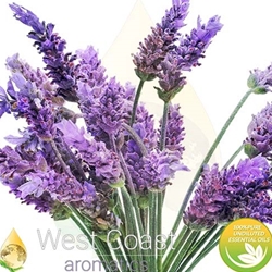 LAVENDER ANGUSTIFOLIA Premium pure essential oil. Shop West Coast Aromatics Bulk, Wholesale at www.westcoastaromatics.com from reputable sources in the world. Try today. You'll Immediately Notice the Difference! ✓60 Day-Money Back.