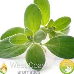 SWEET MARJORAM pure essential oil. Shop West Coast Aromatics Bulk, Wholesale at www.westcoastaromatics.com from reputable sources in the world. Try today. You'll Immediately Notice the Difference! ✓60 Day-Money Back.