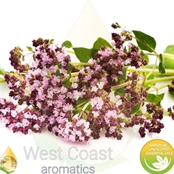 MARJORAM pure essential oil. Shop West Coast Aromatics Bulk, Wholesale at www.westcoastaromatics.com from reputable sources in the world. Try today. You'll Immediately Notice the Difference! ✓60 Day-Money Back.