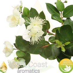 MYRTLE pure essential oil. Shop West Coast Aromatics Bulk, Wholesale at www.westcoastaromatics.com from reputable sources in the world. Try today. You'll Immediately Notice the Difference! ✓60 Day-Money Back.