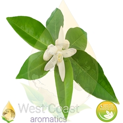 NEROLI pure essential oil. Shop West Coast Aromatics Bulk, Wholesale at www.westcoastaromatics.com from reputable sources in the world. Try today. You'll Immediately Notice the Difference! ✓60 Day-Money Back.