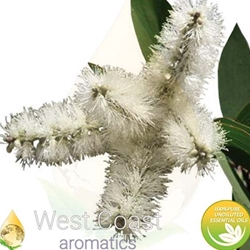 NIAOULI pure essential oil. Shop West Coast Aromatics Bulk, Wholesale at www.westcoastaromatics.com from reputable sources in the world. Try today. You'll Immediately Notice the Difference! ✓60 Day-Money Back.