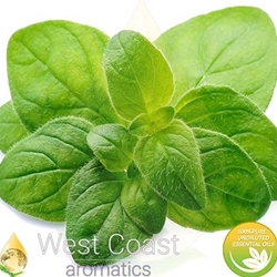 OREGANO pure essential oil. Shop West Coast Aromatics Bulk, Wholesale at www.westcoastaromatics.com from reputable sources in the world. Try today. You'll Immediately Notice the Difference! ✓60 Day-Money Back.