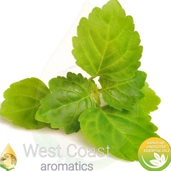 PATCHOULI pure essential oil. Shop West Coast Aromatics Bulk, Wholesale at www.westcoastaromatics.com from reputable sources in the world. Try today. You'll Immediately Notice the Difference! ✓60 Day-Money Back.