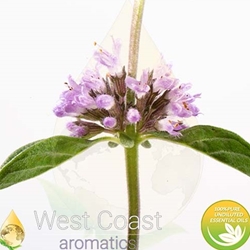 PENNYROYAL pure essential oil. Shop West Coast Aromatics Bulk, Wholesale at www.westcoastaromatics.com from reputable sources in the world. Try today. You'll Immediately Notice the Difference! ✓60 Day-Money Back.