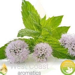 PEPPERMINT SUPREME pure essential oil. Shop West Coast Aromatics Bulk, Wholesale at www.westcoastaromatics.com from reputable sources in the world. Try today. You'll Immediately Notice the Difference! ✓60 Day-Money Back.