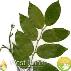 PERU BALSAM pure essential oil. Shop West Coast Aromatics Bulk, Wholesale at www.westcoastaromatics.com from reputable sources in the world. Try today. You'll Immediately Notice the Difference! ✓60 Day-Money Back.