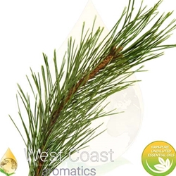 PINE SCOTCH pure essential oil. Shop West Coast Aromatics Bulk, Wholesale at www.westcoastaromatics.com from reputable sources in the world. Try today. You'll Immediately Notice the Difference! ✓60 Day-Money Back.