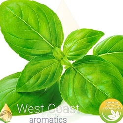 BASIL pure essential oil. West Coast Aromatics Bulk, Wholesale at www.westcoastaromatics.com from reputable sources in the world. Try today. You'll Immediately Notice the Difference! ✓60 Day-Money Back.