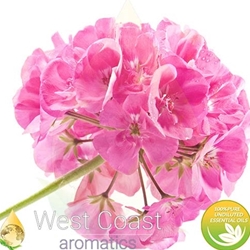 ROSE GERANIUM pure essential oil. Shop West Coast Aromatics Bulk, Wholesale at www.westcoastaromatics.com from reputable sources in the world. Try today. You'll Immediately Notice the Difference! ✓60 Day-Money Back.