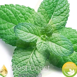 SPEARMINT pure essential oil. Shop West Coast Aromatics Bulk, Wholesale at www.westcoastaromatics.com from reputable sources in the world. Try today. You'll Immediately Notice the Difference! ✓60 Day-Money Back.