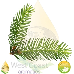 HEMLOCK SPRUCE, TSUGA, pure essential oil. Shop West Coast Aromatics Bulk, Wholesale at www.westcoastaromatics.com from reputable sources in the world. Try today. You'll Immediately Notice the Difference! ✓60 Day-Money Back.