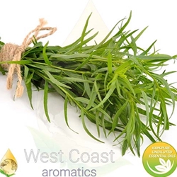 TARRAGON pure essential oil. Shop West Coast Aromatics Bulk, Wholesale at www.westcoastaromatics.com from reputable sources in the world. Try today. You'll Immediately Notice the Difference! ✓60 Day-Money Back.