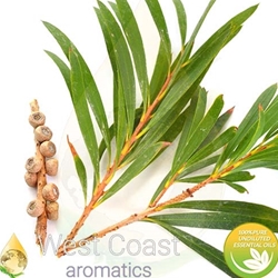 TEA TREE pure essential oil. Shop West Coast Aromatics Bulk, Wholesale at www.westcoastaromatics.com from reputable sources in the world. Try today. You'll Immediately Notice the Difference! ✓60 Day-Money Back.