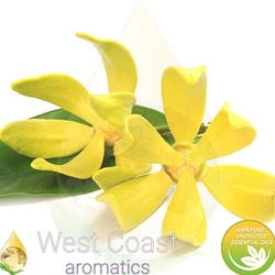 YLANG YLANG II pure essential oil. Shop West Coast Aromatics Bulk, Wholesale at www.westcoastaromatics.com from reputable sources in the world. Try today. You'll Immediately Notice the Difference! ✓60 Day-Money Back.