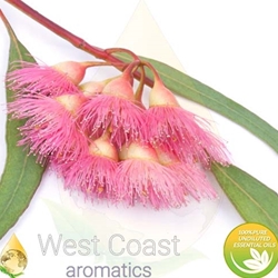 EUCALYPTUS RADIATA pure essential oil. Shop West Coast Aromatics Bulk, Wholesale at www.westcoastaromatics.com from reputable sources in the world. Try today. You'll Immediately Notice the Difference! ✓60 Day-Money Back.