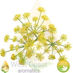 SWEET FENNEL pure essential oil. Shop West Coast Aromatics Bulk, Wholesale at www.westcoastaromatics.com from reputable sources in the world. Try today. You'll Immediately Notice the Difference! ✓60 Day-Money Back.