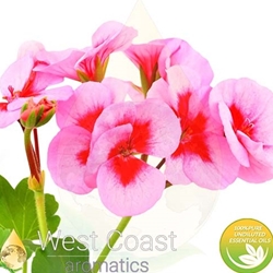GERANIUM EGYPTIAN pure essential oil. Shop West Coast Aromatics Bulk, Wholesale at www.westcoastaromatics.com from reputable sources in the world. Try today. You'll Immediately Notice the Difference! ✓60 Day-Money Back.