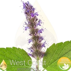 PEPPERMINT ARVENSIS pure essential oil. Shop West Coast Aromatics Bulk, Wholesale at www.westcoastaromatics.com from reputable sources in the world. Try today. You'll Immediately Notice the Difference! ✓60 Day-Money Back.