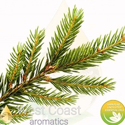 BLACK SPRUCE pure essential oil. Shop West Coast Aromatics Bulk, Wholesale at www.westcoastaromatics.com from reputable sources in the world. Try today. You'll Immediately Notice the Difference! ✓60 Day-Money Back.