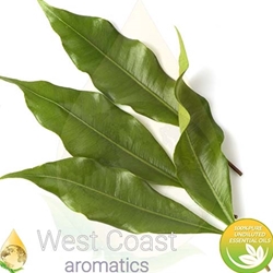 CLOVE LEAF pure essential oil. Shop West Coast Aromatics Bulk, Wholesale at www.westcoastaromatics.com from reputable sources in the world. Try today. You'll Immediately Notice the Difference! ✓60 Day-Money Back.