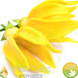 YLANG YLANG  #2 Floral Water. Shop West Coast Aromatics Bulk, Wholesale at www.westcoastaromatics.com from reputable sources in the world. Try today. You'll Immediately Notice the Difference! ✓60 Day-Money Back.