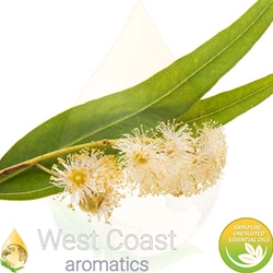 EUCALYPTUS pure essential oil. Shop West Coast Aromatics Bulk, Wholesale at www.westcoastaromatics.com from reputable sources in the world. Try today. You'll Immediately Notice the Difference! ✓60 Day-Money Back.