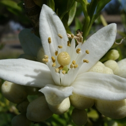 NEROLI Floral Water. Shop West Coast Aromatics Bulk, Wholesale at www.westcoastaromatics.com from reputable sources in the world. Try today. You'll Immediately Notice the Difference! ✓60 Day-Money Back.