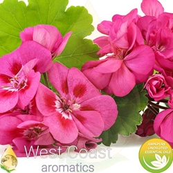 ROSE GERANIUM Floral Water. Shop West Coast Aromatics Bulk, Wholesale at www.westcoastaromatics.com from reputable sources in the world. Try today. You'll Immediately Notice the Difference! ✓60 Day-Money Back.