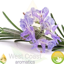 ROSEMARY Floral Water. Shop West Coast Aromatics Bulk, Wholesale at www.westcoastaromatics.com from reputable sources in the world. Try today. You'll Immediately Notice the Difference! ✓60 Day-Money Back.